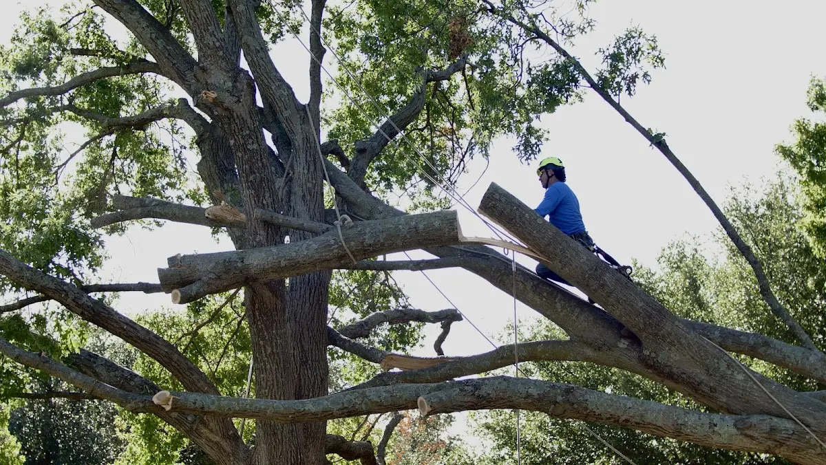 Professional Hazardous Tree Removal performed by certified arborists in Johnson